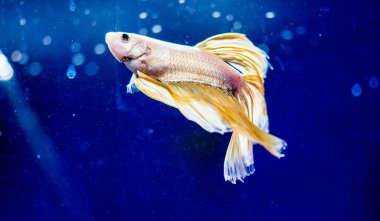 Savaşçı Siyam Balığı (Betta ihtişamlı), diğer adıyla Beta Balığı