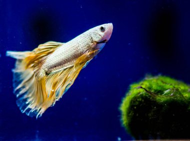 Savaşçı Siyam Balığı (Betta ihtişamlı), diğer adıyla Beta Balığı