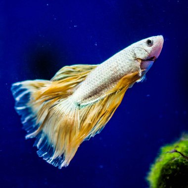 Savaşçı Siyam Balığı (Betta ihtişamlı), diğer adıyla Beta Balığı