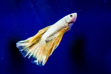 Savaşçı Siyam Balığı (Betta ihtişamlı), diğer adıyla Beta Balığı