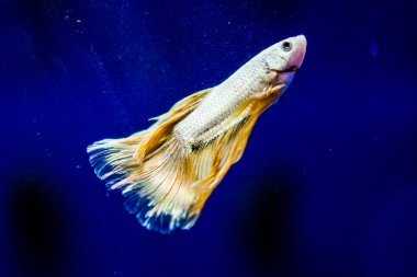 Savaşçı Siyam Balığı (Betta ihtişamlı), diğer adıyla Beta Balığı