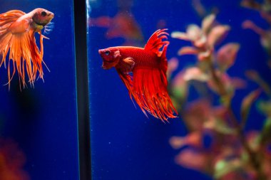 Savaşçı Siyam Balığı (Betta ihtişamlı), diğer adıyla Beta Balığı