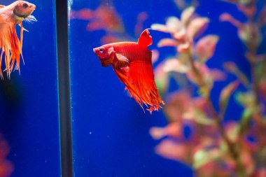 Savaşçı Siyam Balığı (Betta ihtişamlı), diğer adıyla Beta Balığı