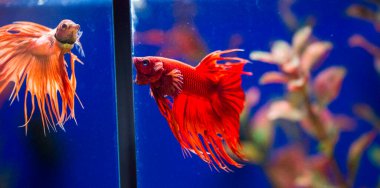 Savaşçı Siyam Balığı (Betta ihtişamlı), diğer adıyla Beta Balığı