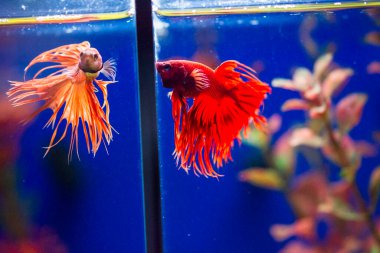 Savaşçı Siyam Balığı (Betta ihtişamlı), diğer adıyla Beta Balığı