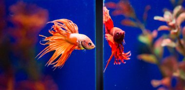 Savaşçı Siyam Balığı (Betta ihtişamlı), diğer adıyla Beta Balığı