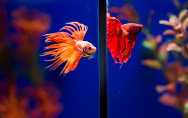 Savaşçı Siyam Balığı (Betta ihtişamlı), diğer adıyla Beta Balığı