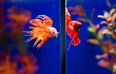 Savaşçı Siyam Balığı (Betta ihtişamlı), diğer adıyla Beta Balığı