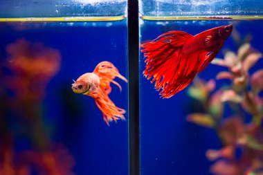 Savaşçı Siyam Balığı (Betta ihtişamlı), diğer adıyla Beta Balığı