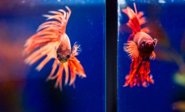 Savaşçı Siyam Balığı (Betta ihtişamlı), diğer adıyla Beta Balığı