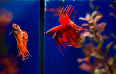 Savaşçı Siyam Balığı (Betta ihtişamlı), diğer adıyla Beta Balığı