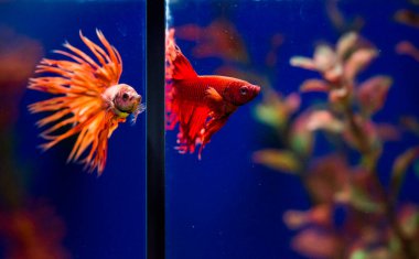 Savaşçı Siyam Balığı (Betta ihtişamlı), diğer adıyla Beta Balığı