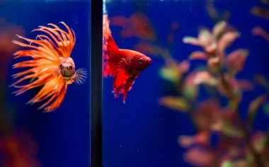 Savaşçı Siyam Balığı (Betta ihtişamlı), diğer adıyla Beta Balığı