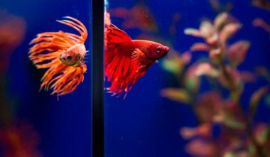 Savaşçı Siyam Balığı (Betta ihtişamlı), diğer adıyla Beta Balığı