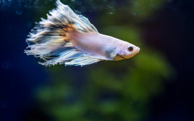 Savaşçı Siyam Balığı (Betta ihtişamlı), diğer adıyla Beta Balığı