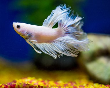 Savaşçı Siyam Balığı (Betta ihtişamlı), diğer adıyla Beta Balığı