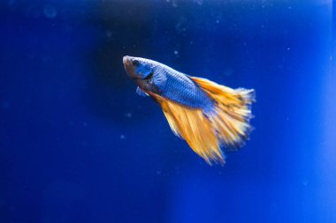 Savaşçı Siyam Balığı (Betta ihtişamlı), diğer adıyla Beta Balığı