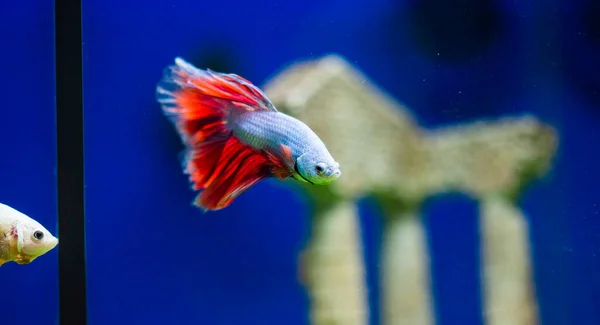 Les Poissons Combat Siamois Betta Splendens Également Connus Sous Nom — Photo