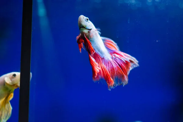 Siamese Vechtvis Betta Splendens Ook Bekend Als Betta — Stockfoto