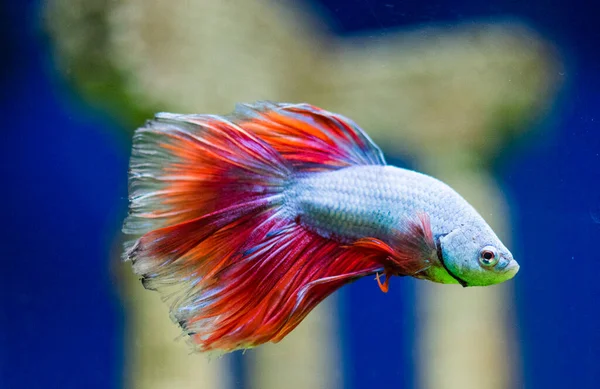 Savaşçı Siyam Balığı (Betta ihtişamlı), diğer adıyla Beta Balığı