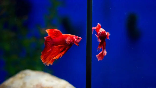 Savaşçı Siyam Balığı (Betta ihtişamlı), diğer adıyla Beta Balığı