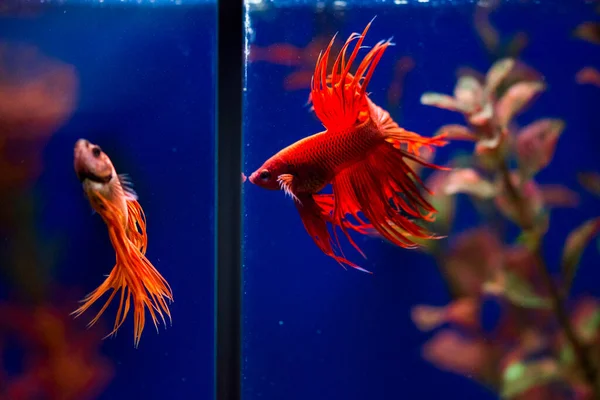 Les Poissons Combat Siamois Betta Splendens Également Connus Sous Nom — Photo