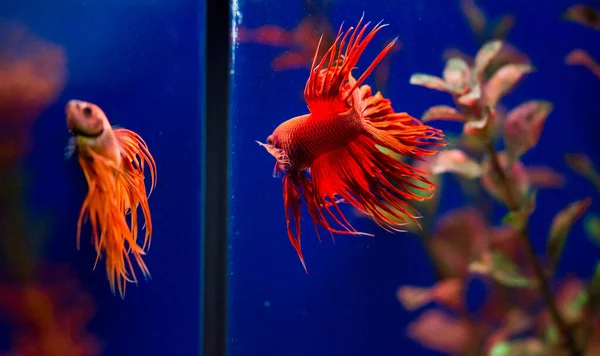 Ilpesce Siamese Combattimento Betta Splendens Noto Anche Come Betta — Foto Stock