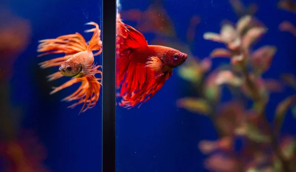 Les Poissons Combat Siamois Betta Splendens Également Connus Sous Nom — Photo