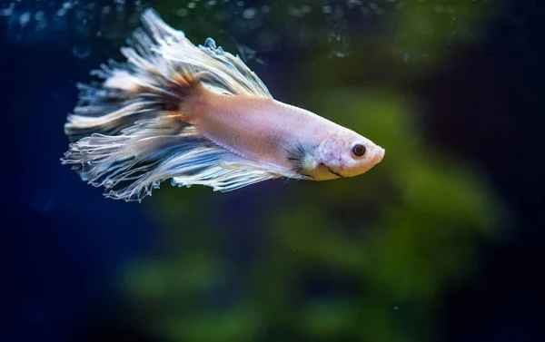 Savaşçı Siyam Balığı (Betta ihtişamlı), diğer adıyla Beta Balığı