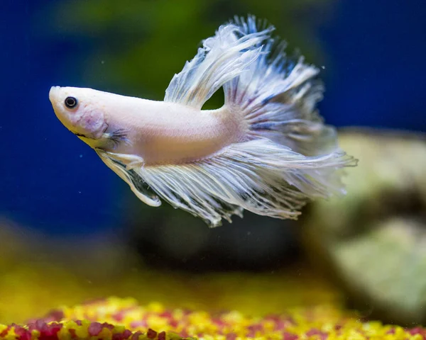 Savaşçı Siyam Balığı (Betta ihtişamlı), diğer adıyla Beta Balığı