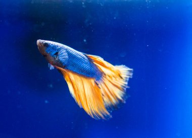 Savaşçı Siyam Balığı (Betta ihtişamlı), diğer adıyla Beta Balığı