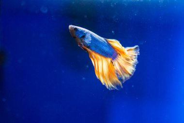 Savaşçı Siyam Balığı (Betta ihtişamlı), diğer adıyla Beta Balığı