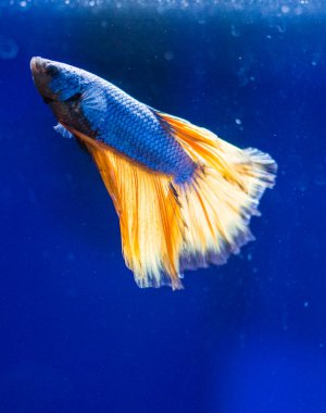 Savaşçı Siyam Balığı (Betta ihtişamlı), diğer adıyla Beta Balığı