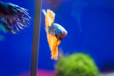 Savaşçı Siyam Balığı (Betta ihtişamlı), diğer adıyla Beta Balığı