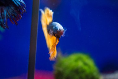 Savaşçı Siyam Balığı (Betta ihtişamlı), diğer adıyla Beta Balığı