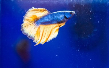 Savaşçı Siyam Balığı (Betta ihtişamlı), diğer adıyla Beta Balığı