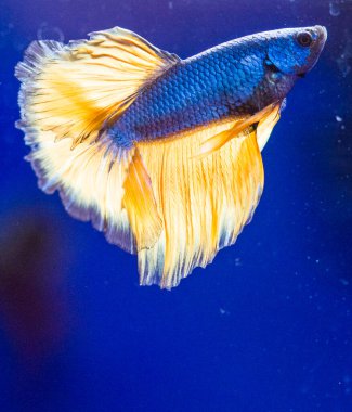 Savaşçı Siyam Balığı (Betta ihtişamlı), diğer adıyla Beta Balığı