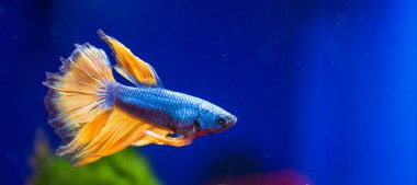 Savaşçı Siyam Balığı (Betta ihtişamlı), diğer adıyla Beta Balığı