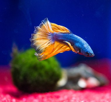 Savaşçı Siyam Balığı (Betta ihtişamlı), diğer adıyla Beta Balığı