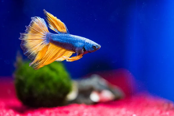 Savaşçı Siyam Balığı (Betta ihtişamlı), diğer adıyla Beta Balığı
