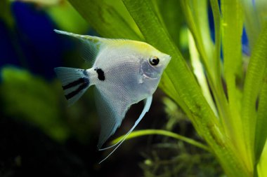 Amazon Nehri 'nden melek balığı, pterophyllum scallare (altum)