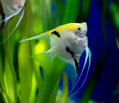 Amazon Nehri 'nden melek balığı, pterophyllum scallare (altum)