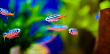 Neon tetra (Paracheirodon innesi), kedigiller (Felidae) familyasından bir tatlı su balığıdır.
