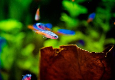 Neon tetra (Paracheirodon innesi), kedigiller (Felidae) familyasından bir tatlı su balığıdır.