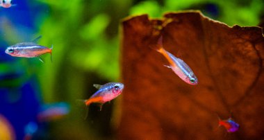 Neon tetra (Paracheirodon innesi), kedigiller (Felidae) familyasından bir tatlı su balığıdır.