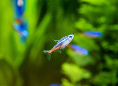 Neon tetra (Paracheirodon innesi), kedigiller (Felidae) familyasından bir tatlı su balığıdır.
