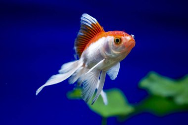 Akvaryumdaki Japon Balığı - Carassius Auratus