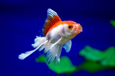 Akvaryumdaki Japon Balığı - Carassius Auratus