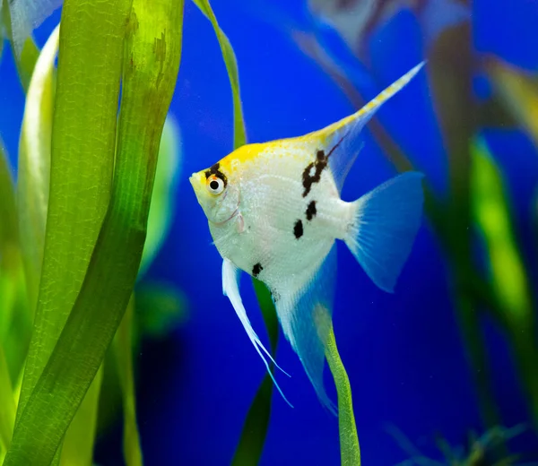 Amazon Nehri Nden Melek Balığı Pterophyllum Scallare Altum — Stok fotoğraf