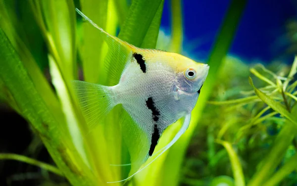 Pez Ángel Del Río Amazonas Pterophyllum Scallare Altum —  Fotos de Stock